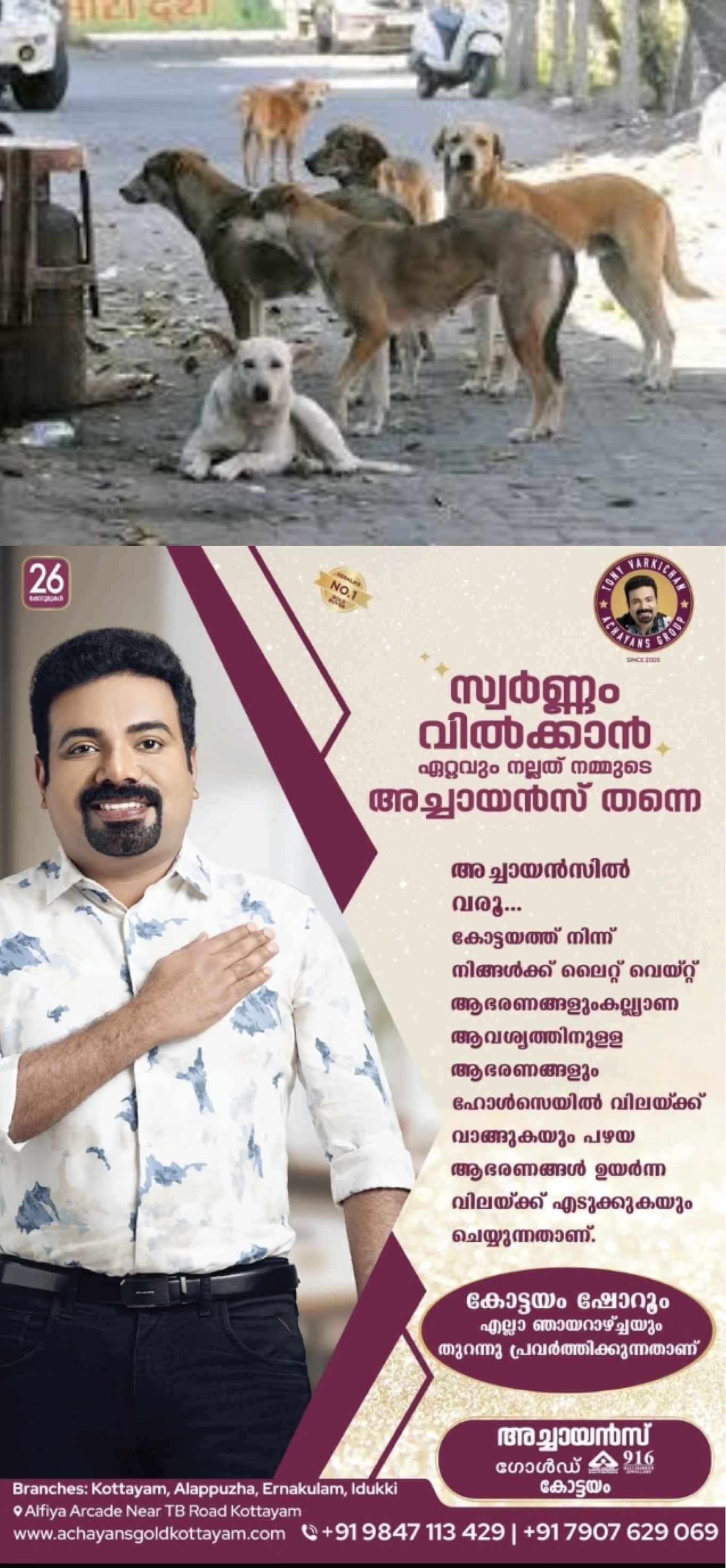 തെരുവുനായ വിഷയത്തില്‍ രൂക്ഷ വിമര്‍ശനവുമായി ഹൈക്കോടതി