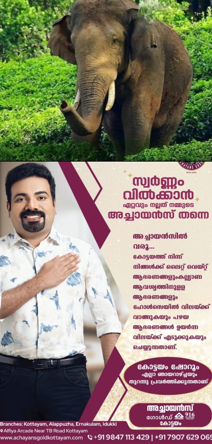*റേഷന്‍കട തകര്‍ത്ത്  'കട്ടകൊമ്പൻ 'അകത്താക്കിയത് ഏഴ് ചാക്ക് അരിയും ഒരു ചാക്ക് പഞ്ചസാരയും*