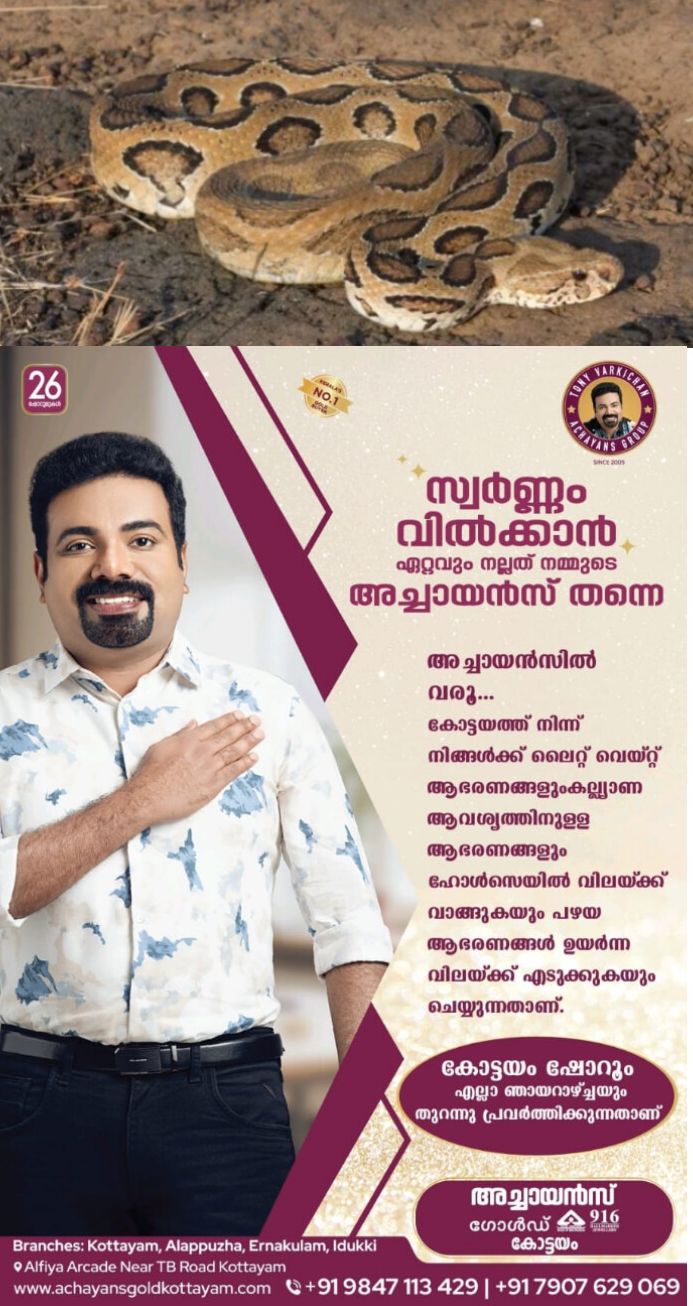*റസ്സല്‍സ് വൈപ്പറിന്റെ ഭയാനകമായ ശബ്ദം"മരണത്തിന്റെ വിസില്‍" അപകടം പതിയിരിക്കുന്നു എന്നതിന്റെ വ്യക്തമായ സൂചനയാണ്*